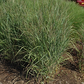 Ruby Ribbons Switch Grass #2 gallon pot