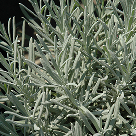Phenomenal Lavender #1 gallon pot