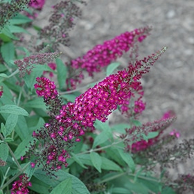 CranRazz Butterfly Bush #3 gallon pot