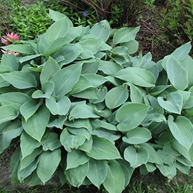 Halcyon Hosta #1 gallon pot