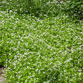 Sweet Woodruff 24-cell flat