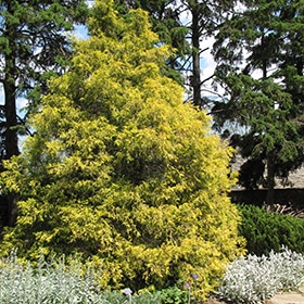 Golden Threadleaf Falsecypress #2 gallon pot - 8-10" spread