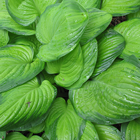 Guacamole Hosta #2 gallon pot