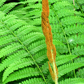 Cinnamon Fern #1 gallon pot