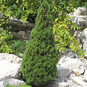 Jean's Dilly Spruce #3 gallon pot