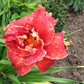Moses Fire Daylily #2 gallon pot