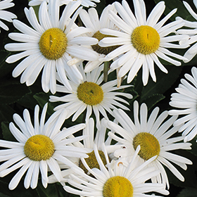 Nippon Daisy #1 gallon pot