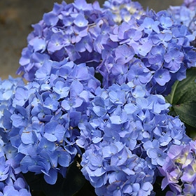 Let's Dance Blue Jangles Hydrangea #3 gallon pot - Proven Winners
