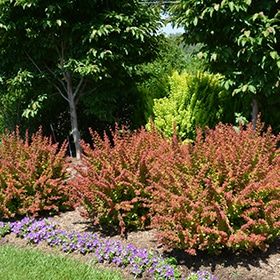 Sunjoy Tangelo Japanese Barberry #5 gallon pot - Proven Winners
