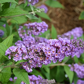 Lo & Behold Blue Chip Butterfly Bush #2 gallon pot - Proven Winners
