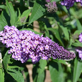 Pugster Amethyst Butterfly Bush #2 gallon pot - Proven Winners