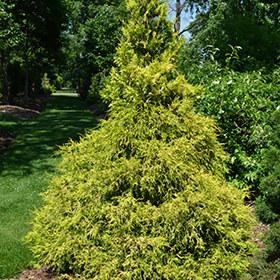 Golden Mop Falsecypress #6 gallon pot