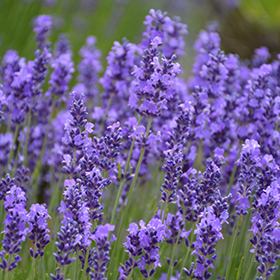 Hidcote Lavender #1 gallon pot