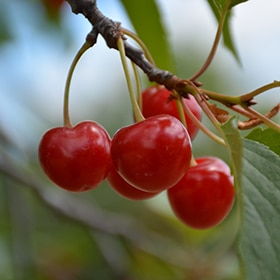 Montmorency Cherry #7 gallon pot