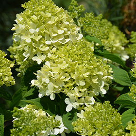 Little Lime Hydrangea #7 gallon pot - Proven Winners