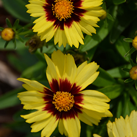 UpTick Yellow and Red Tickseed #1 gallon pot