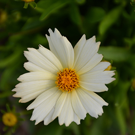 UpTick Cream Tickseed 4.25"/quart pot
