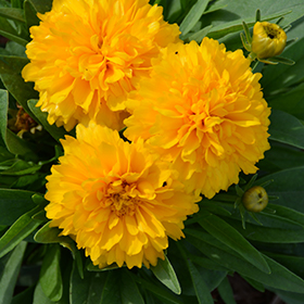 Solanna Golden Sphere Tickseed 4.25"/quart pot
