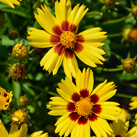 Sunkiss Tickseed 4.25"/quart pot
