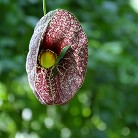 Dutchman's Pipe #2 gallon pot