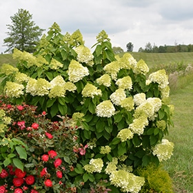 Limelight Prime Hydrangea #1.5 gallon pot - Proven Winners