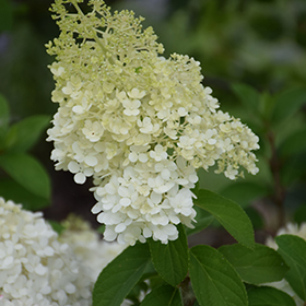 Bobo Hydrangea #3 gallon pot - Proven Winners