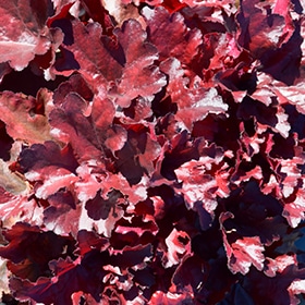 Forever Red Coral Bells #1 gallon pot