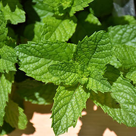 Mojito Mint 10" hanging basket - Chef Jeff