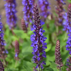 Violet Riot Sage #1.5 gallon pot