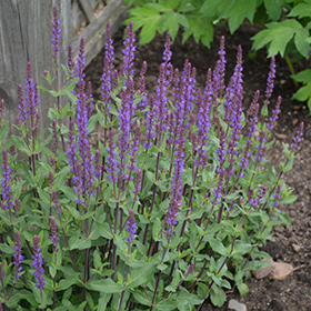 Caradonna Sage #1 gallon pot