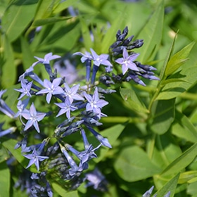 Blue Ice Star Flower #2 gallon pot