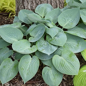 Prairie Sky Hosta #1.5 gallon pot