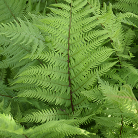 Lady in Red Fern #1 gallon pot