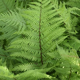 Lady in Red Fern #1 gallon pot