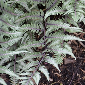 Godzilla Giant Japanese Painted Fern #1 gallon pot