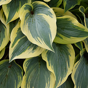 First Frost Hosta 4.25"/quart pot