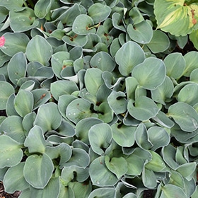 Blue Mouse Ears Hosta #1 gallon pot