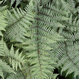 Ghost Fern #1 gallon pot