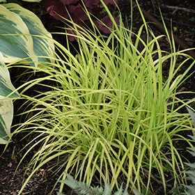 Bowles' Golden Sedge #1 gallon pot