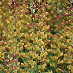 Decadence Cherries Jubilee False Indigo #2 gallon pot - Proven Winners
