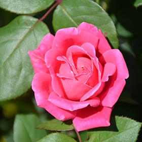 Pink Double Knock Out Rose #3 gallon pot - Knock Out
