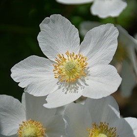 Windflower #1 gallon pot