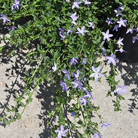 Blue Waterfall Serbian Bellflower #1 gallon pot