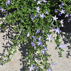 Blue Waterfall Serbian Bellflower #1 gallon pot