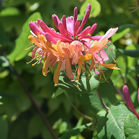 Goldflame Honeysuckle #3 gallon pot