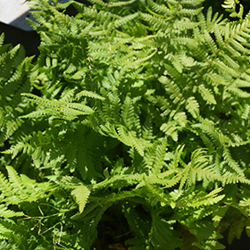 Robust Male Fern #2 gallon pot