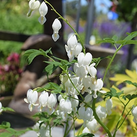 White Bleeding Heart #1.5 gallon pot