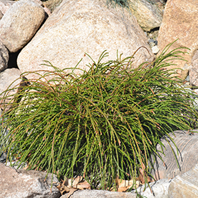 Whipcord Arborvitae #3 gallon pot