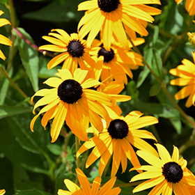 Goldsturm Coneflower 4.25"/quart pot