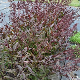 Pocahontas Beard Tongue #1.5 gallon pot